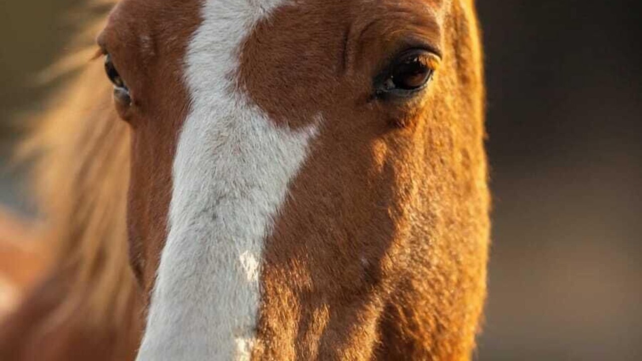 Photo of Outdoor in La Chapelle sur Vire