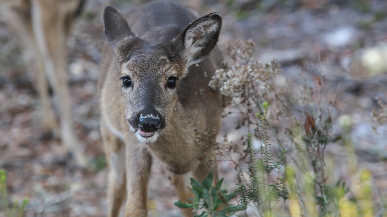 Photo of Others in Inlet Beach