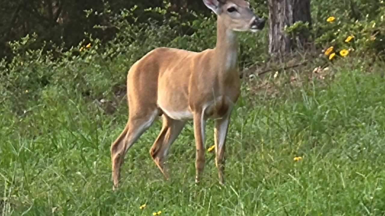Photo of Others in Smithville