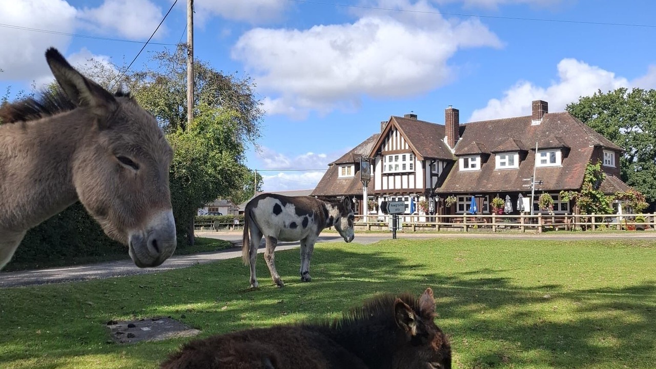 Photo of Outdoor in New Forest District