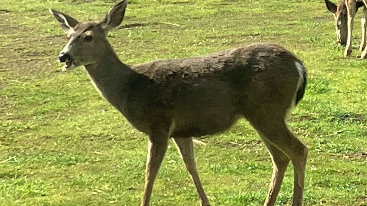 Photo of Others in Fiddletown