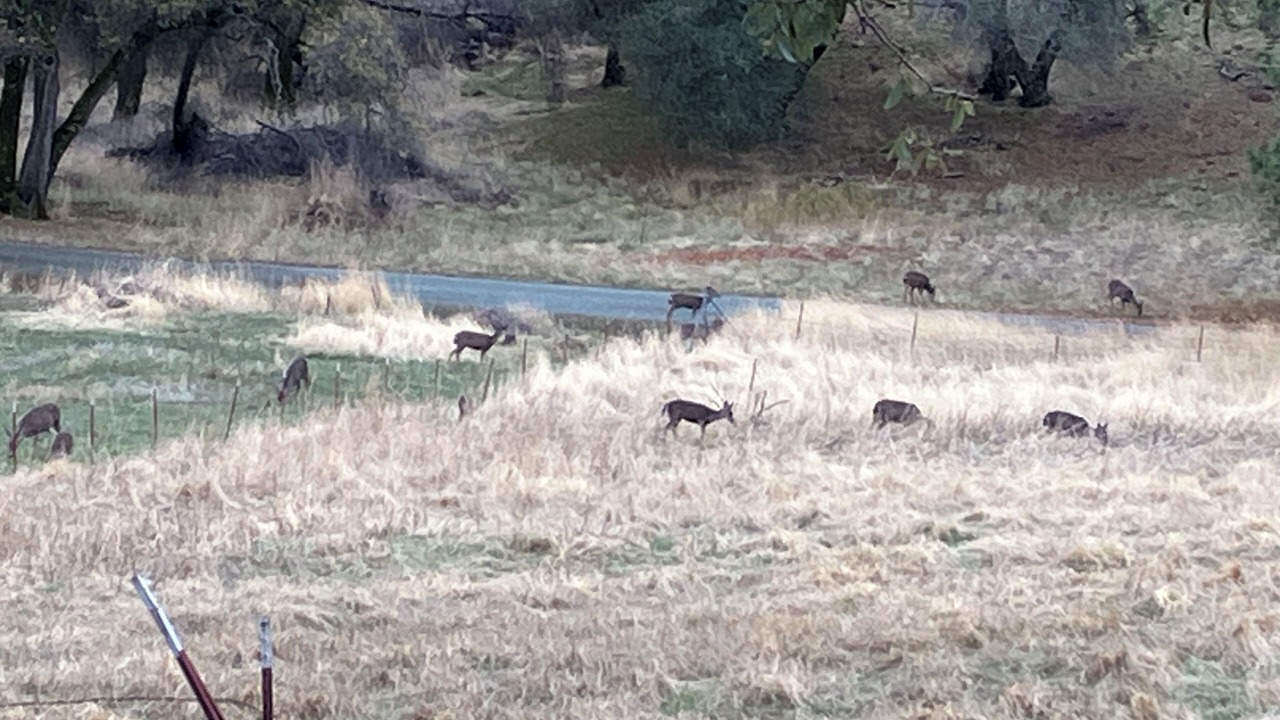 Photo of Others in Fiddletown