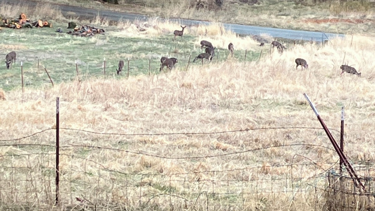 Photo of Others in Fiddletown