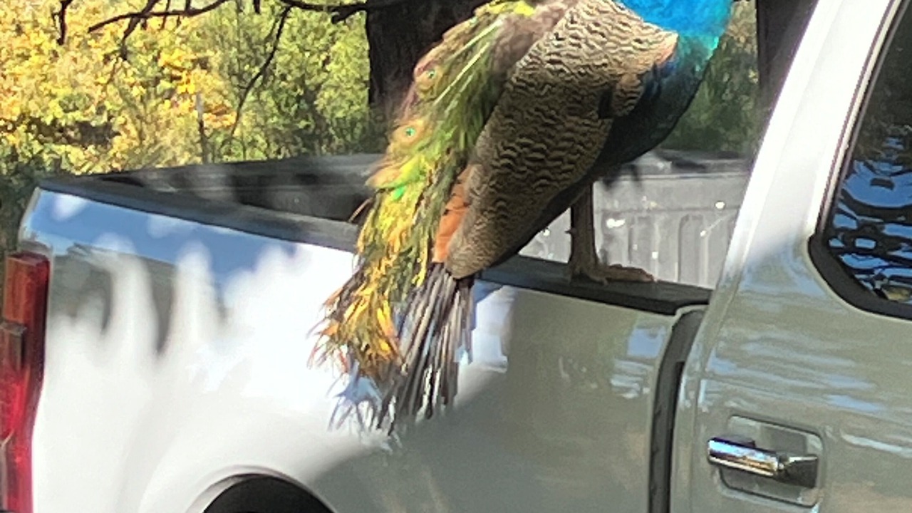 Photo of Others in Fiddletown