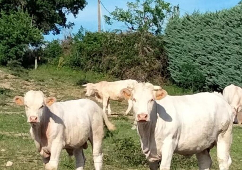 Photo of Others in Chomerac