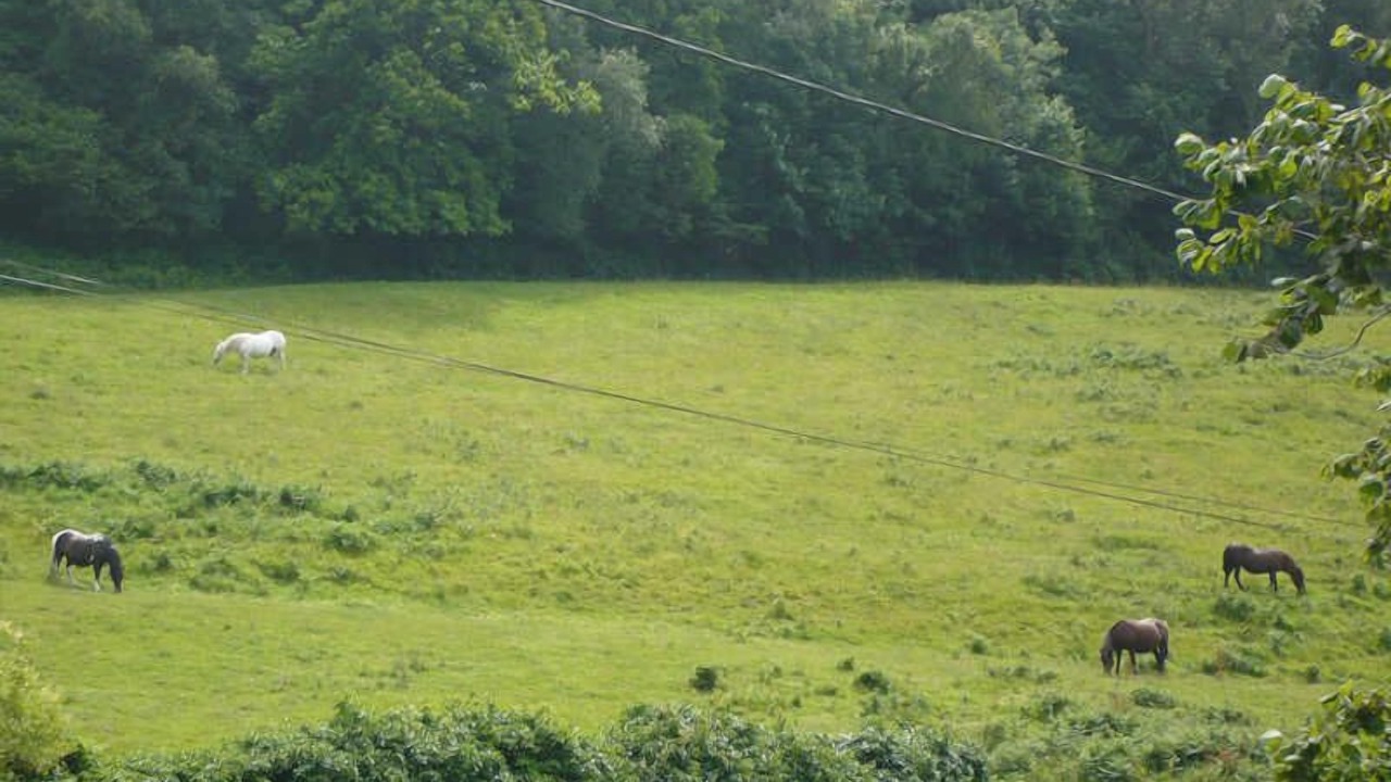 Photo of Others in Saint-Martin-aux-Buneaux