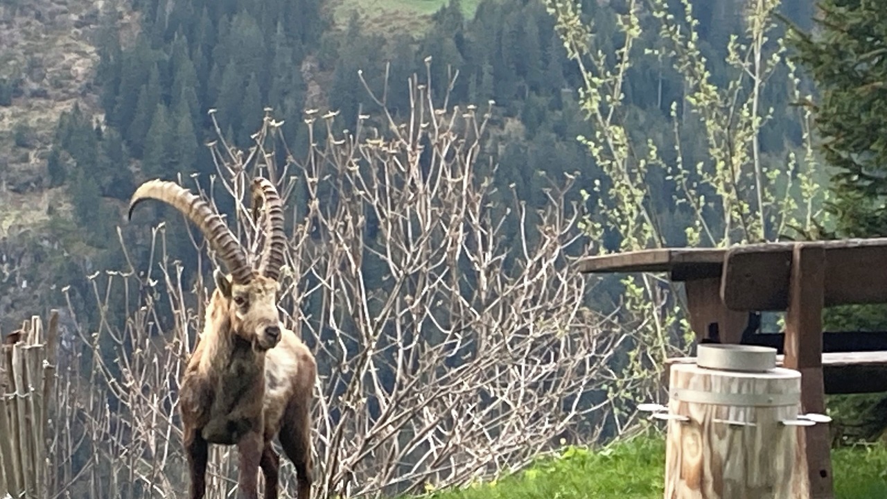 Photo of Others in Gimmelwald