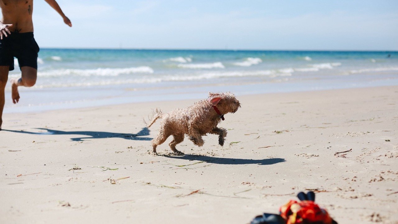 Photo of Others in Glenelg