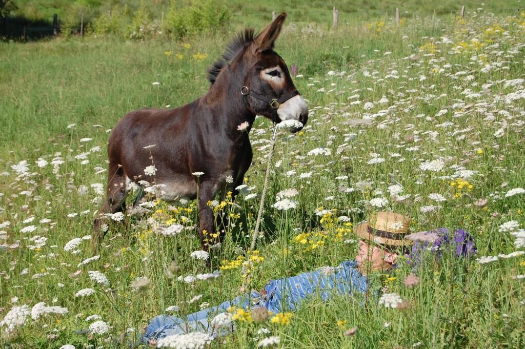 Photo of Others in Flavignac