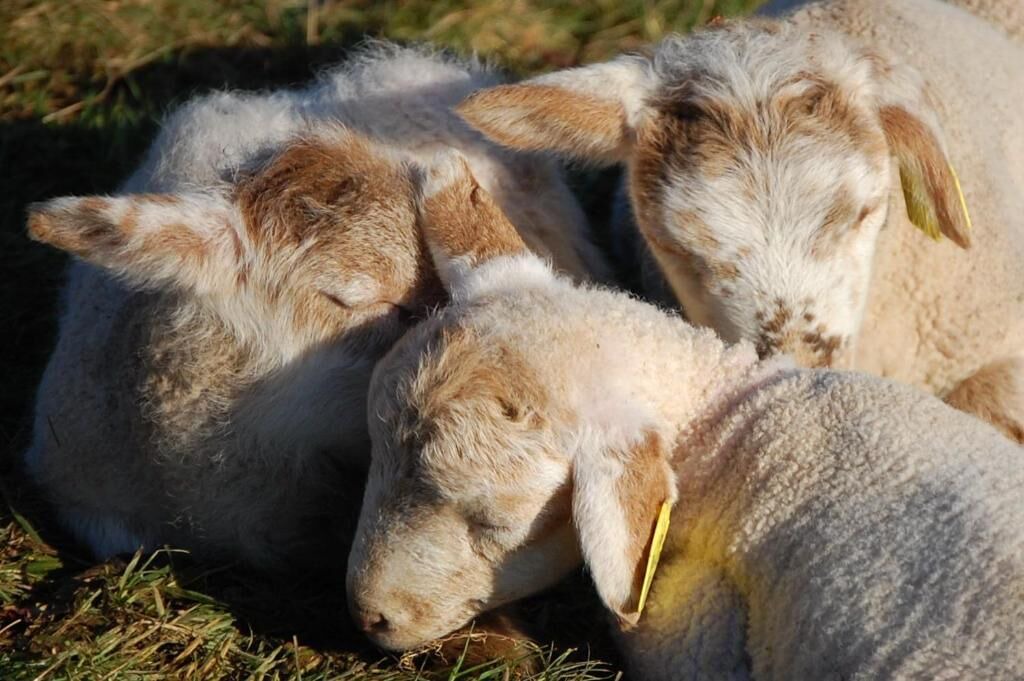 Photo of Others in Flavignac