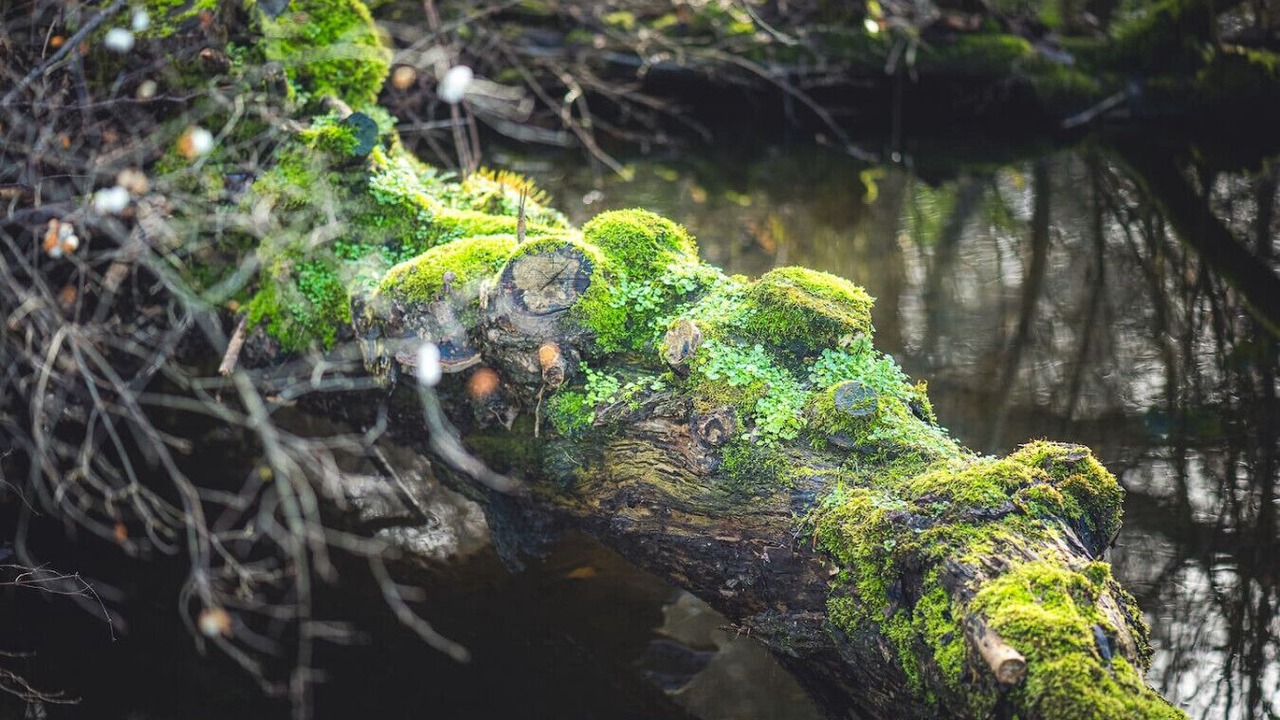 Photo of Others in Sequim