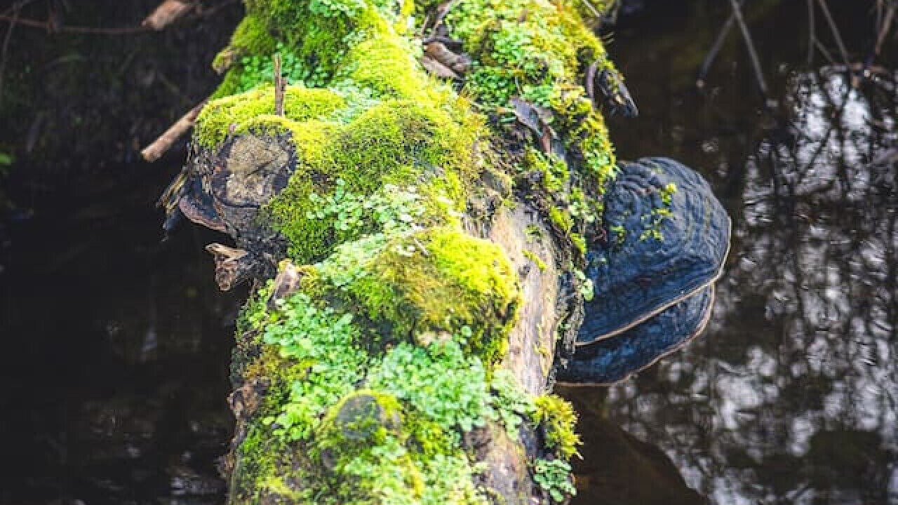 Photo of Others in Sequim