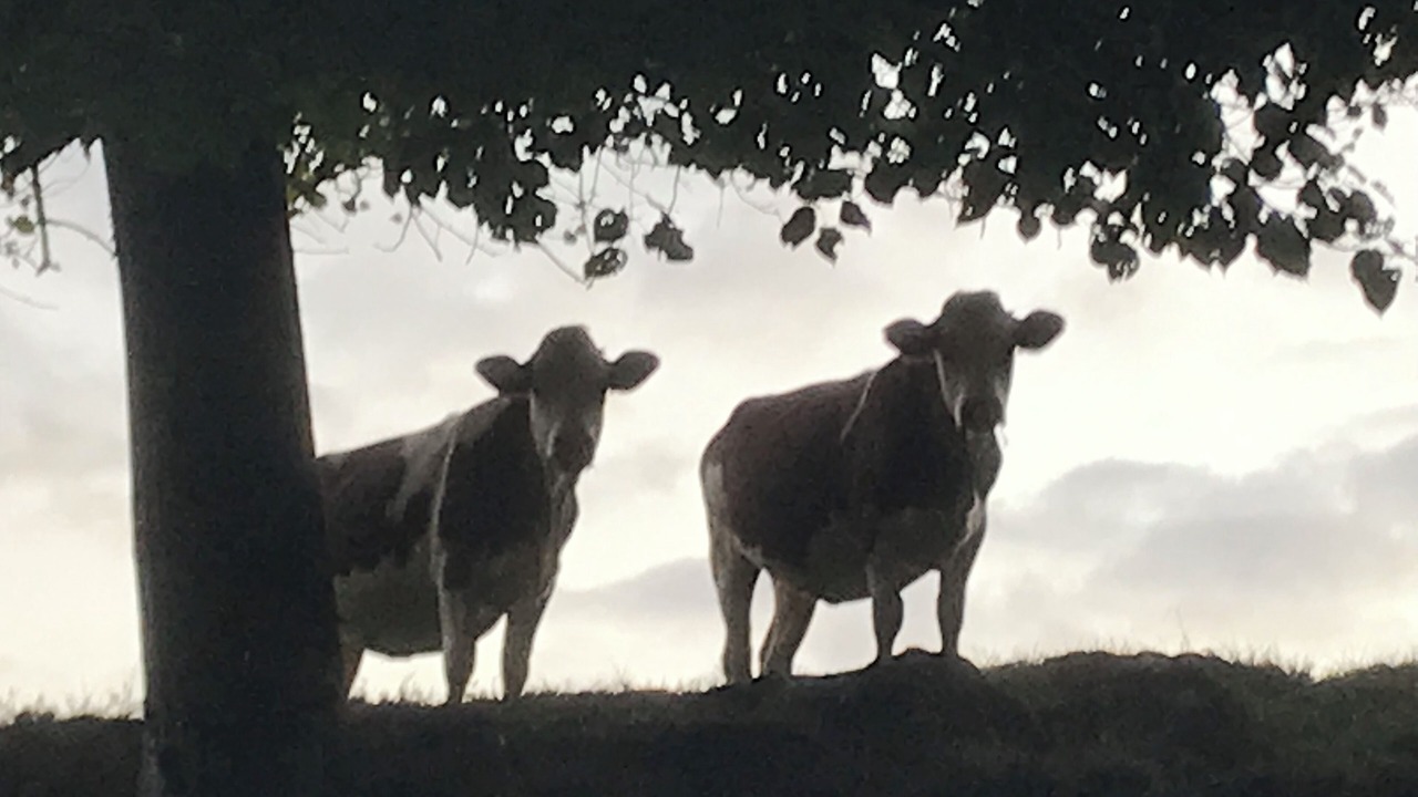 Photo of Others in Miribel-les-Echelles