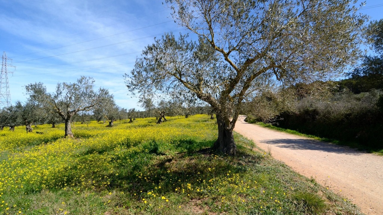 Photo of Others in Bellcaire d'Emporda