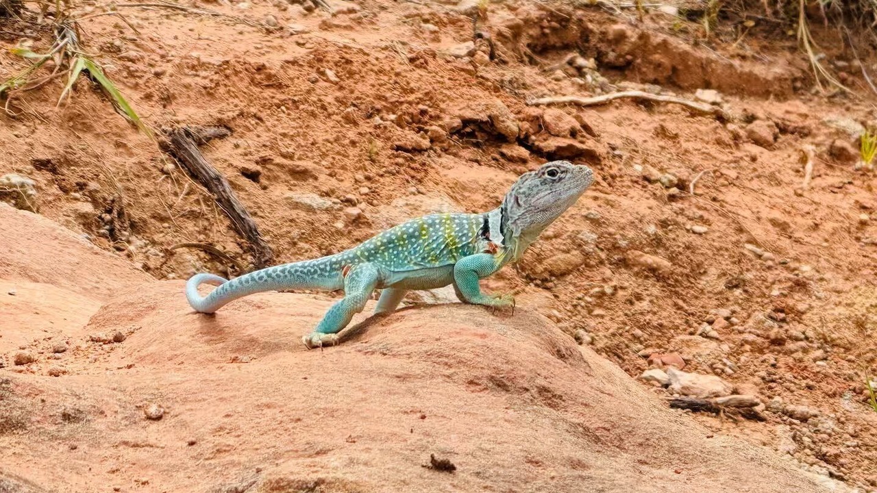 Photo of Others in Amarillo