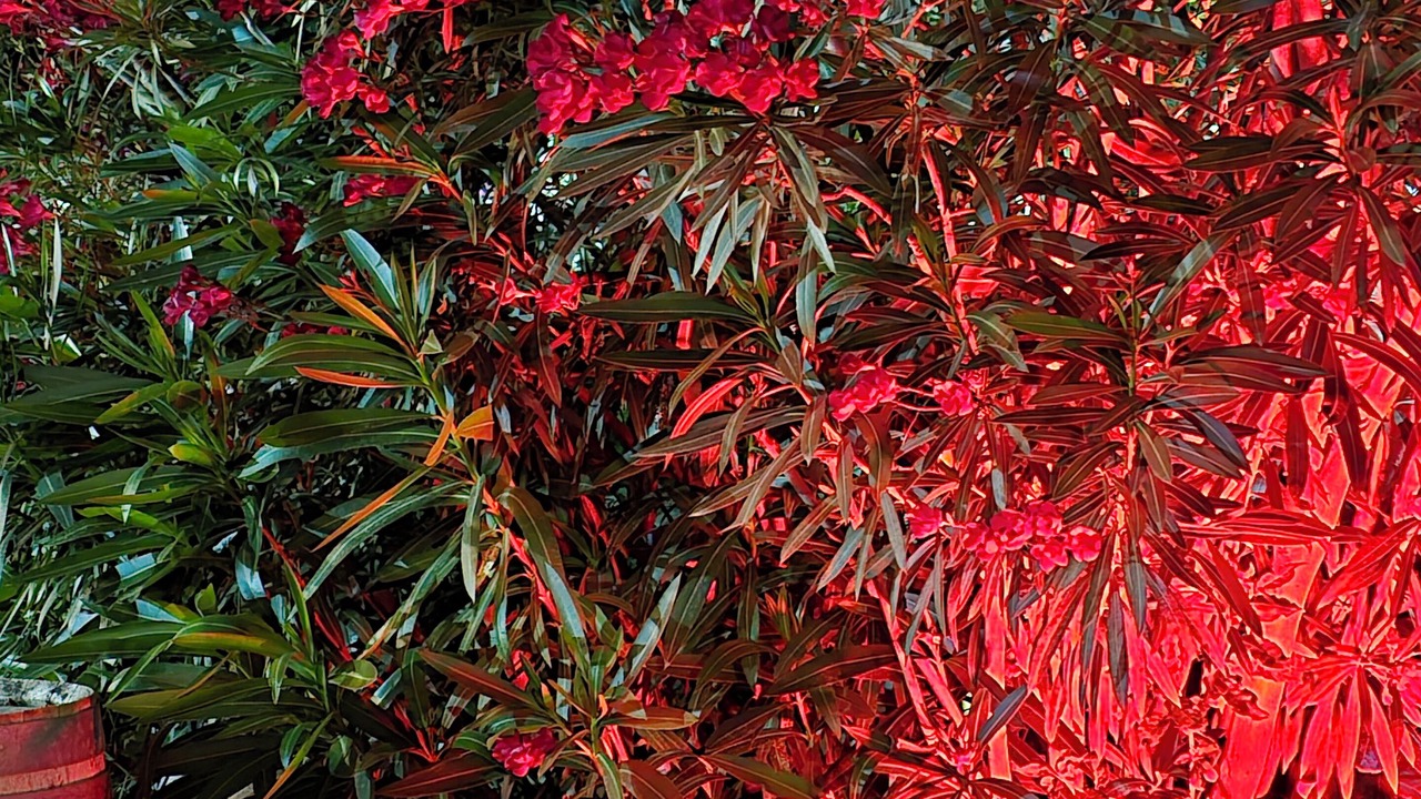 Photo of Outdoor in Cabrieres-d'Avignon