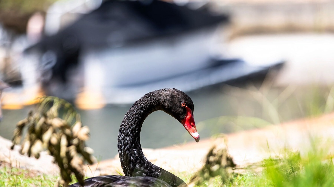 Photo of Others in Runaway Bay