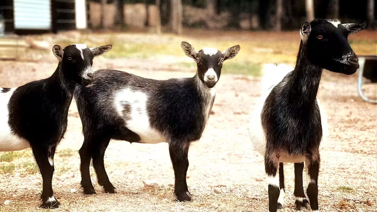 Photo of Others in Magnolia