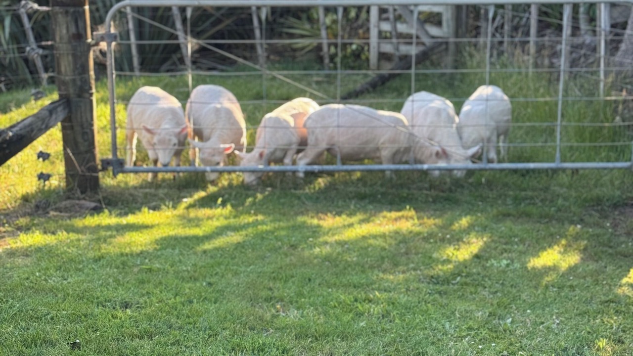 Photo of Outdoor in Muriwai