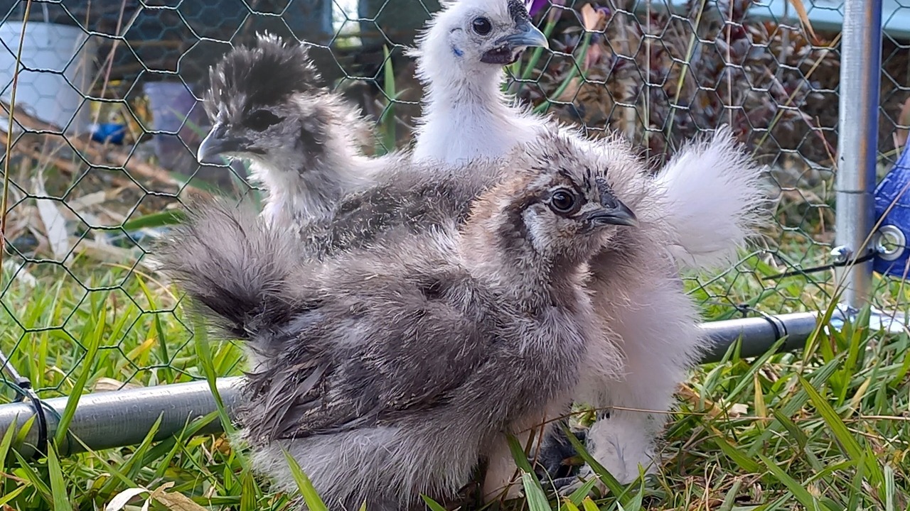 Photo of Others in Benarkin North