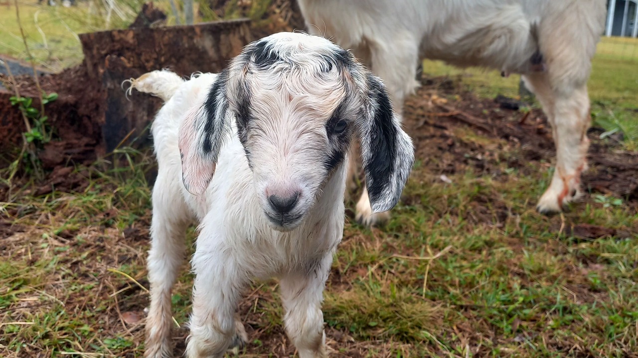 Photo of Others in Benarkin North