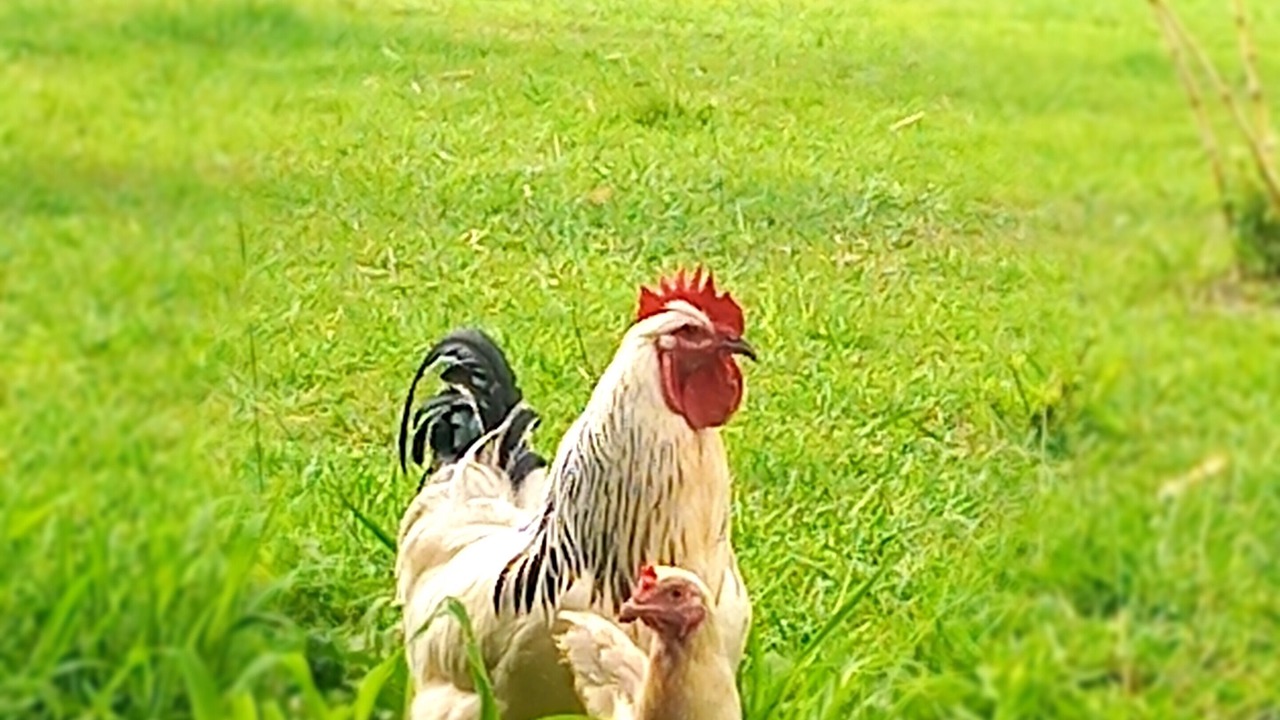 Photo of Others in Benarkin North