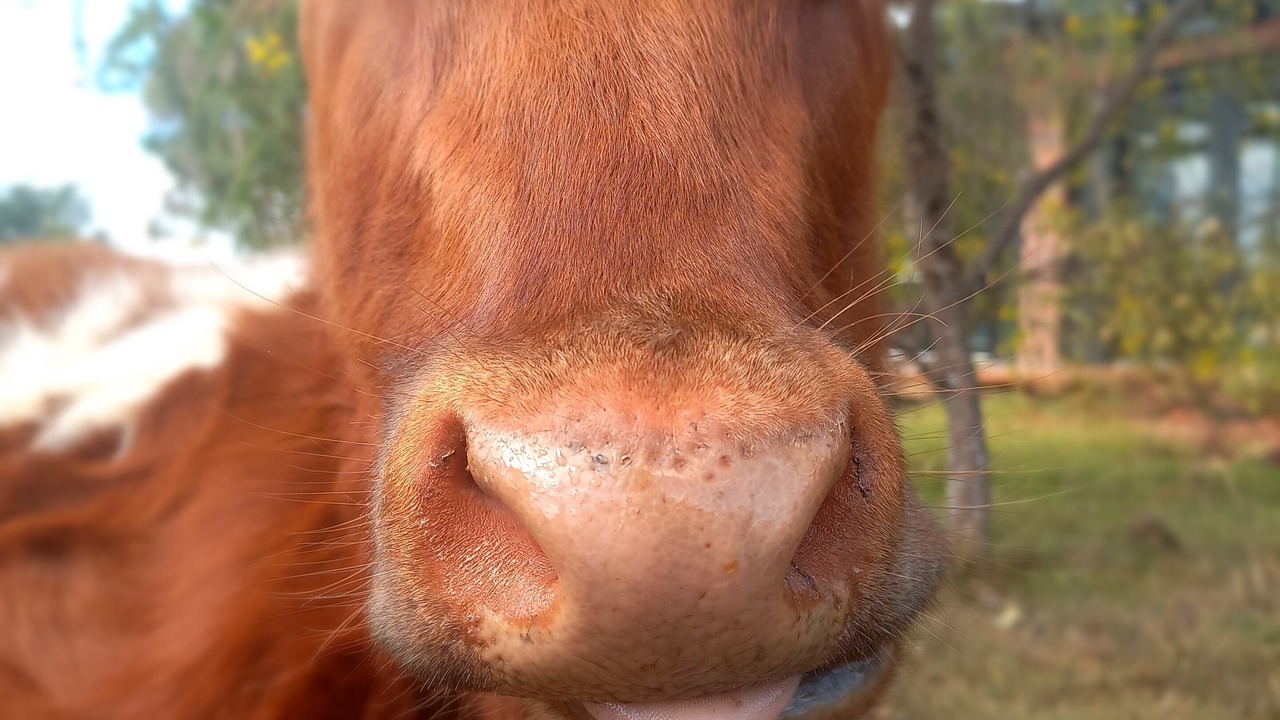 Photo of Others in Benarkin North