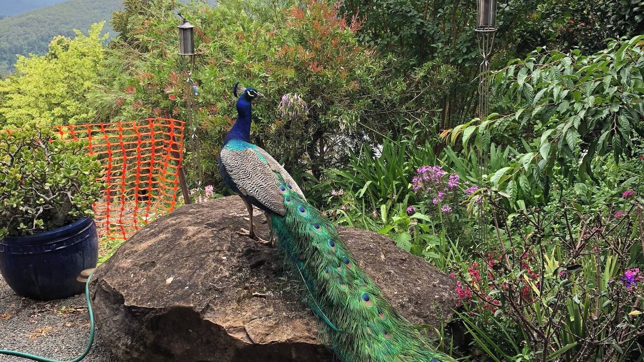 Photo of Patio Balcony in Beechmont