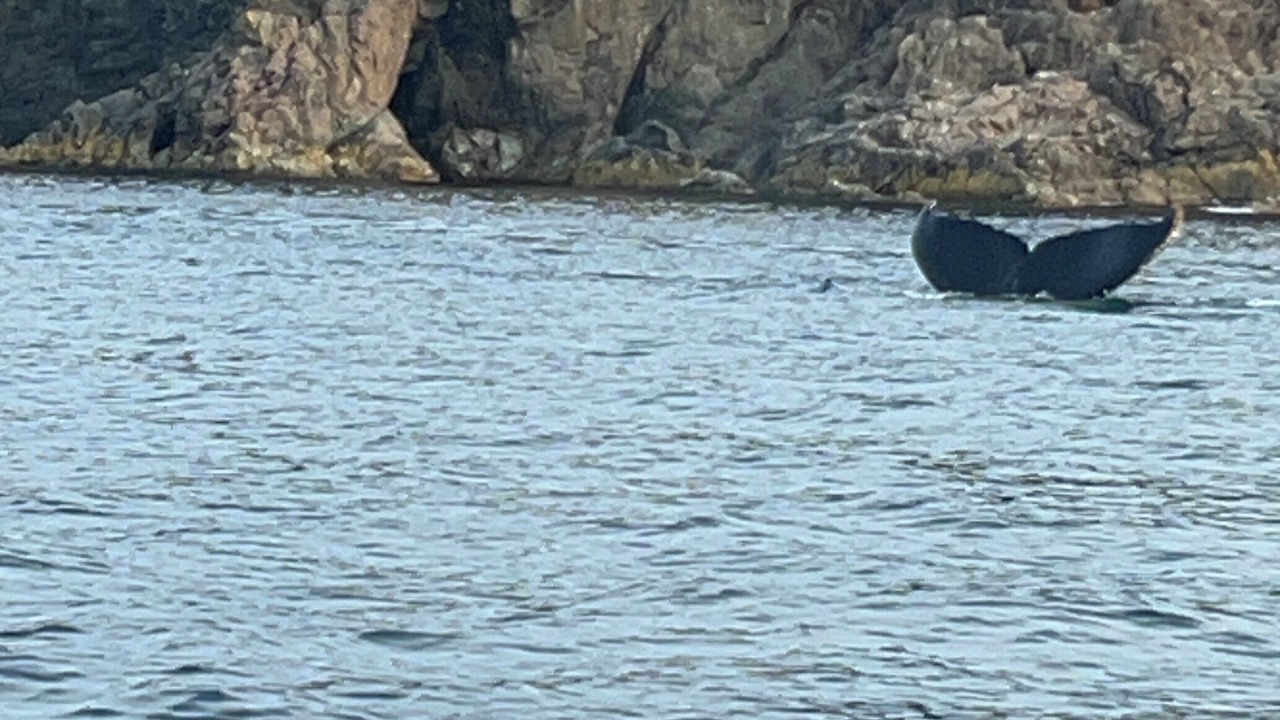Photo of Others in Twillingate