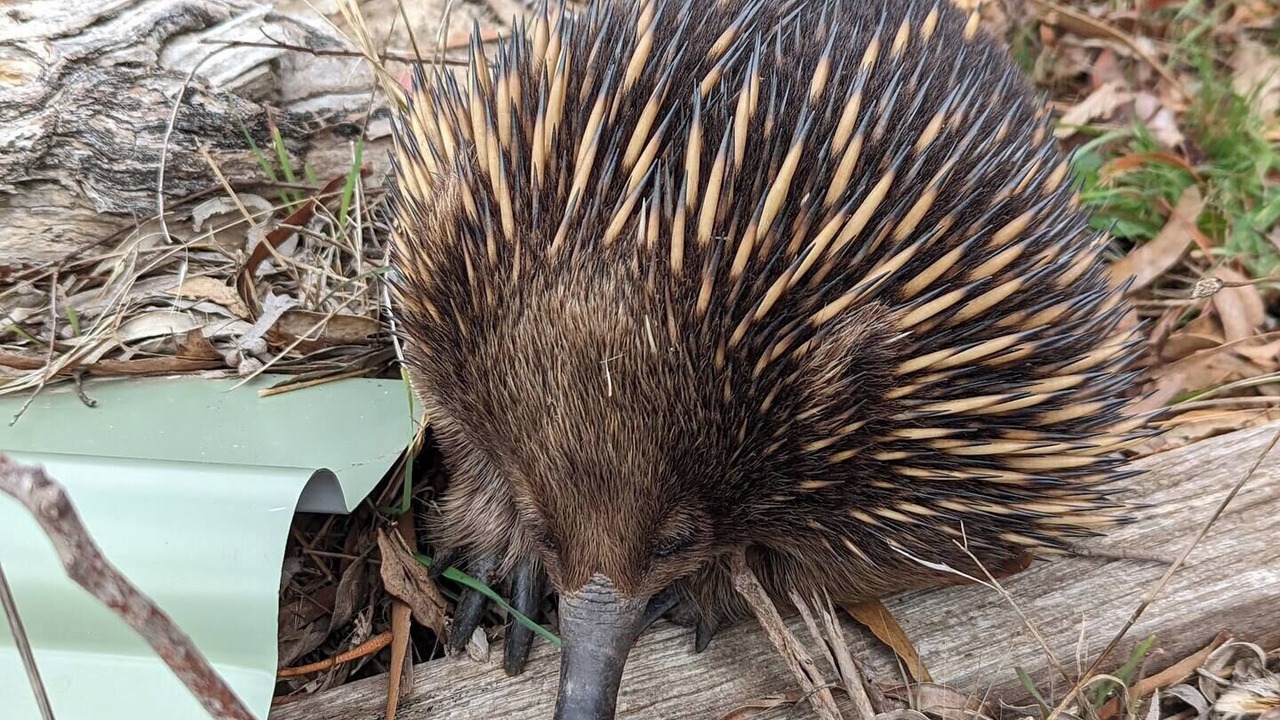 Photo of Others in Nulla Vale