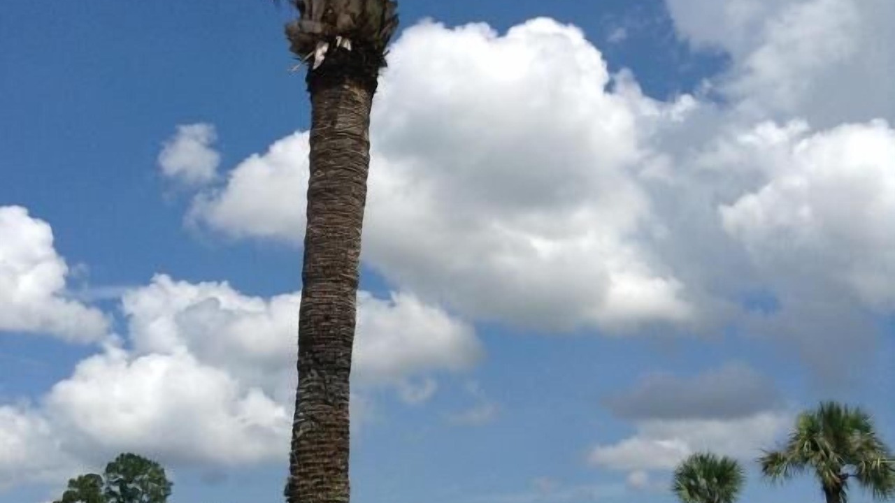 Photo of Others in Yulee