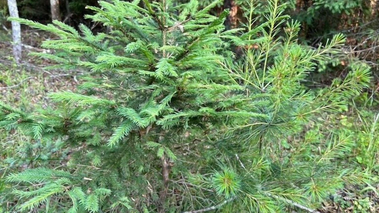 Photo of Outdoor in Highland Lake