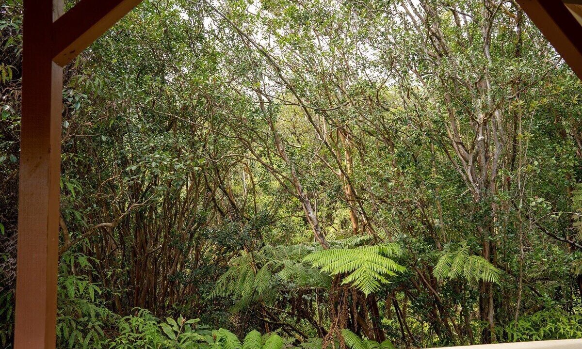 Photo of Others in Hilo