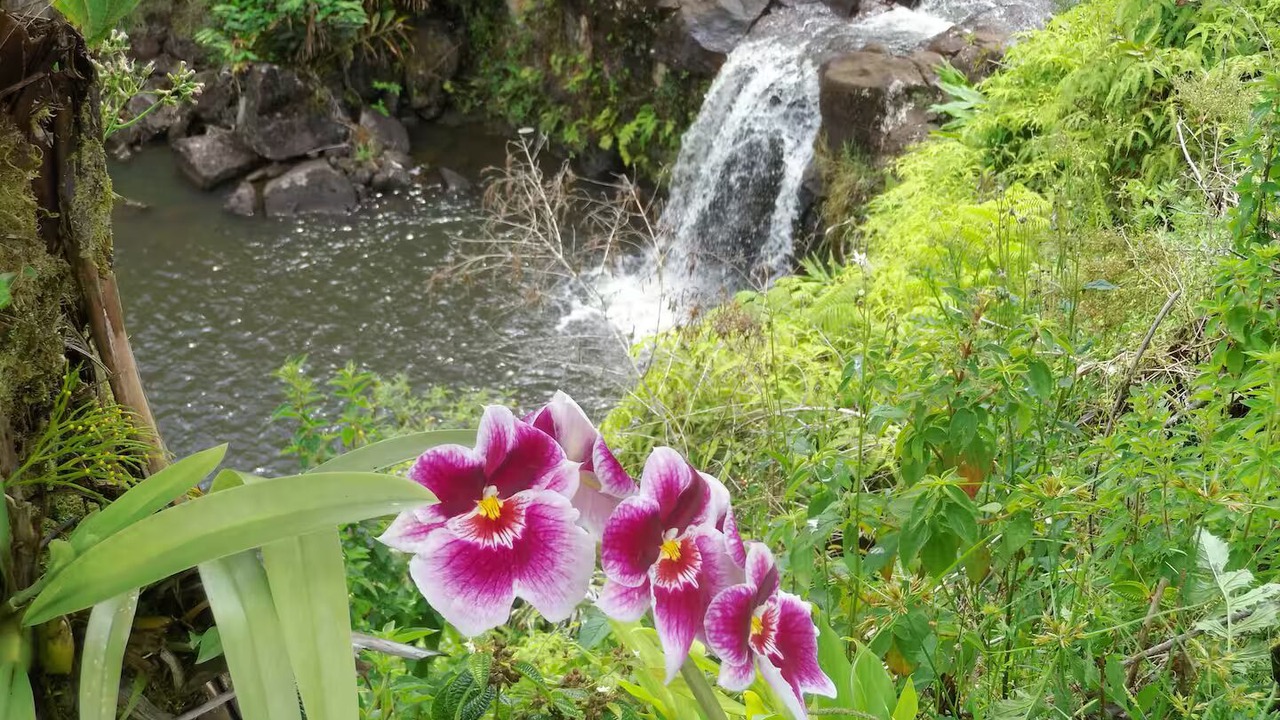 Photo of Others in Hilo