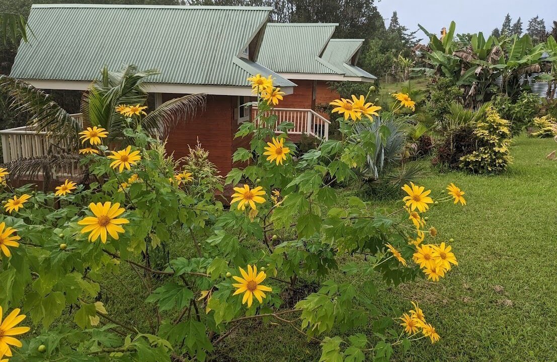 Photo of Outdoor in Hilo