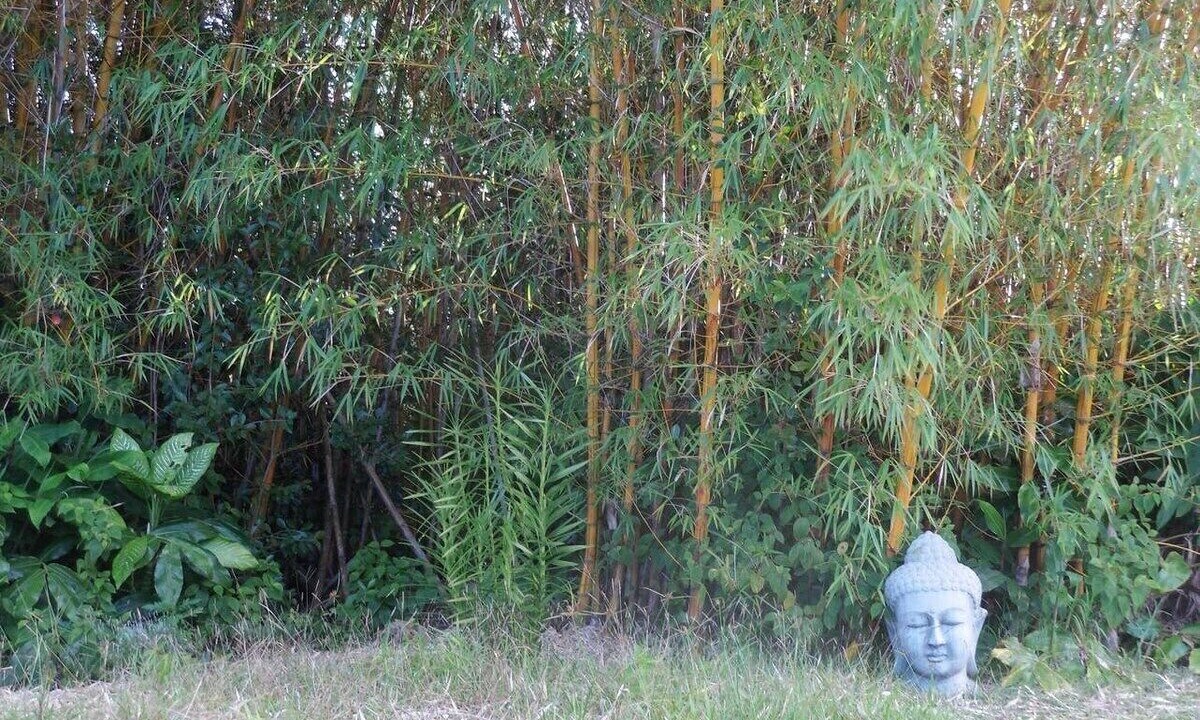 Photo of Others in Hilo