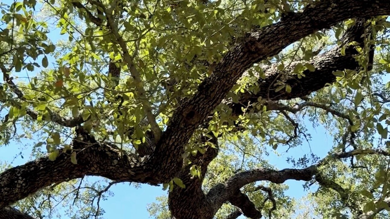 Photo of Others in Castroville