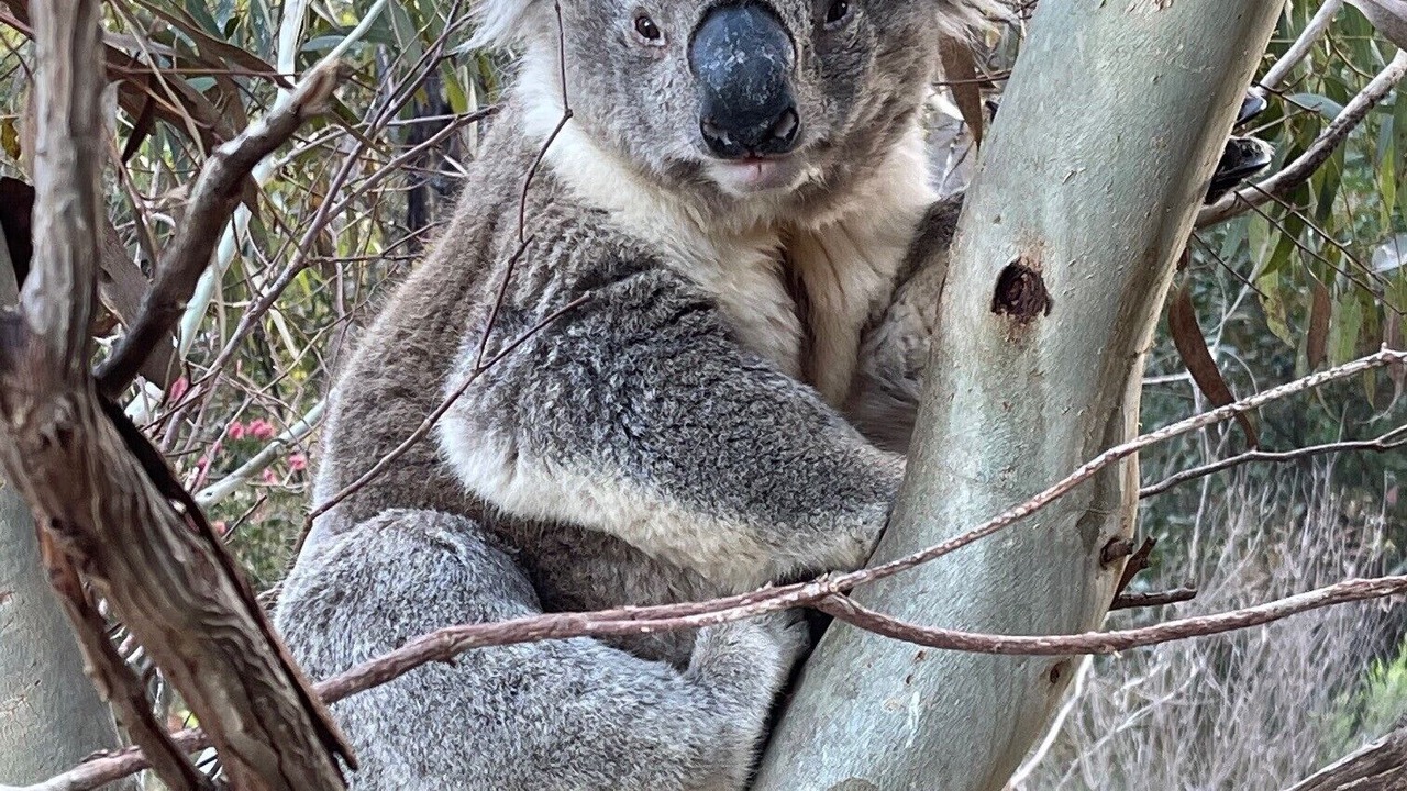 Photo of Others in She Oaks