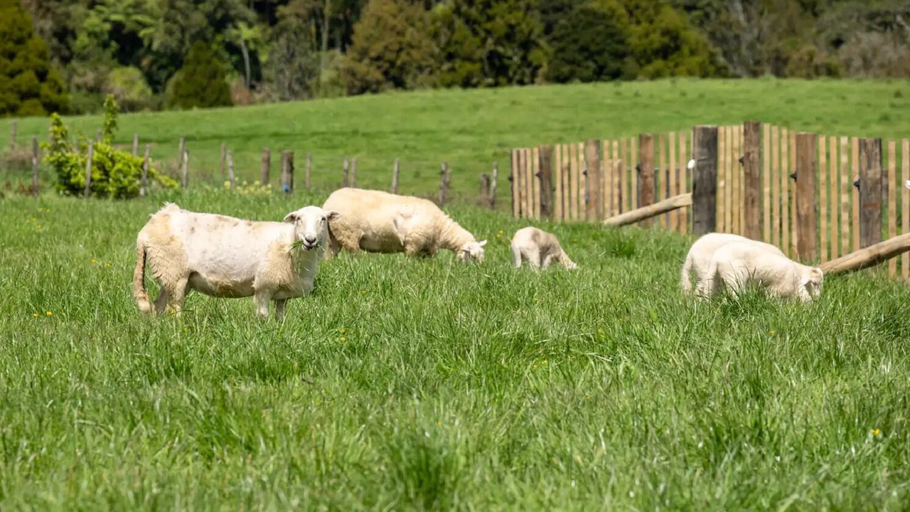 Photo of Others in Waikato District