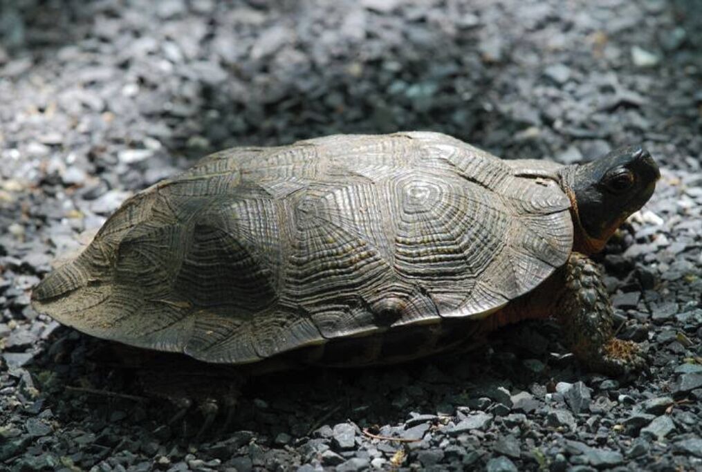 Photo of Others in Cammal