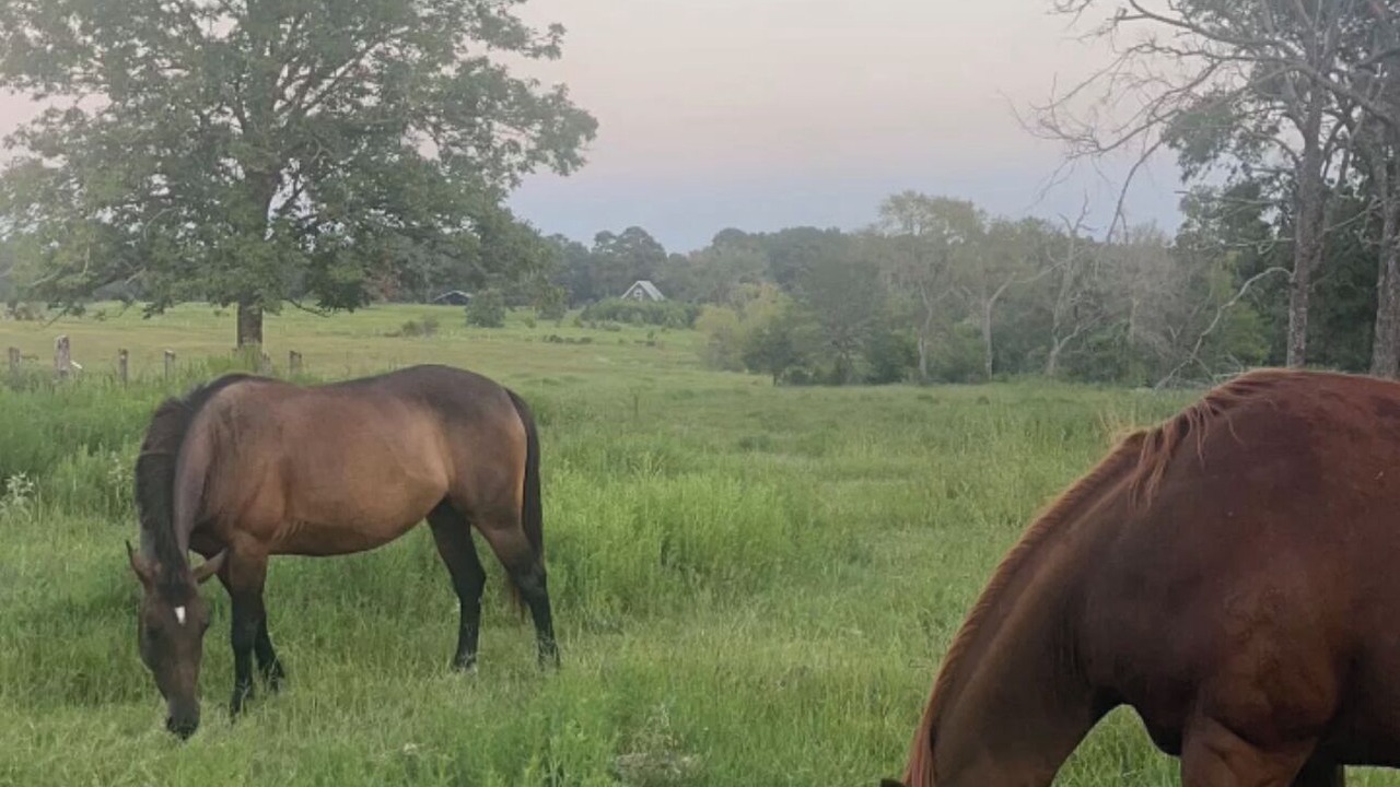 Photo of Others in Navasota