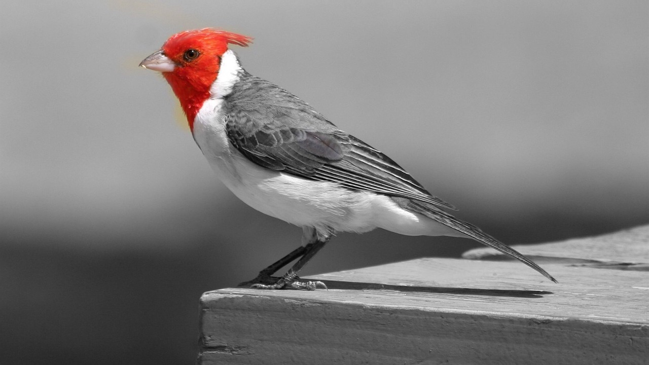 Photo of Others in Punaluu