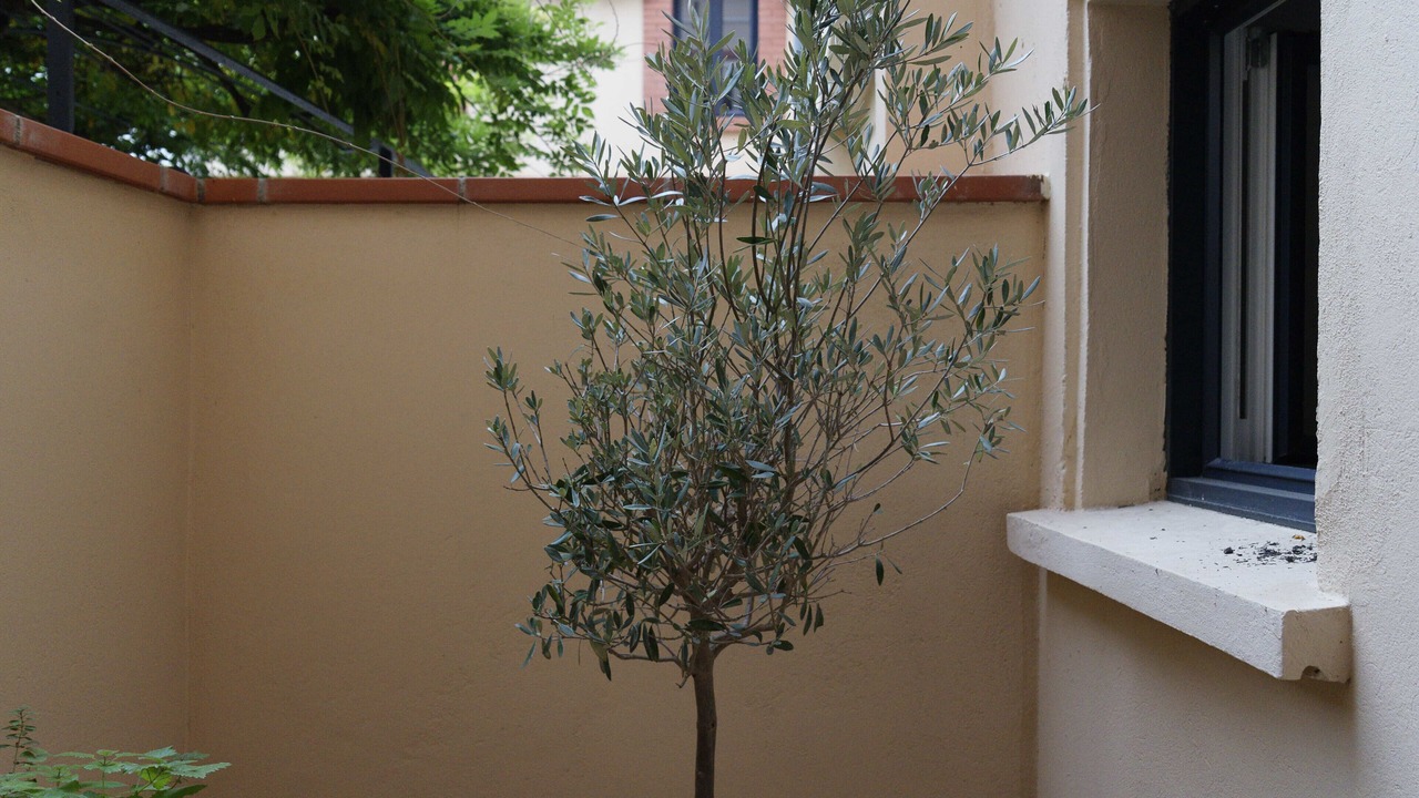 Photo of Outdoor in Saint-Cyprien