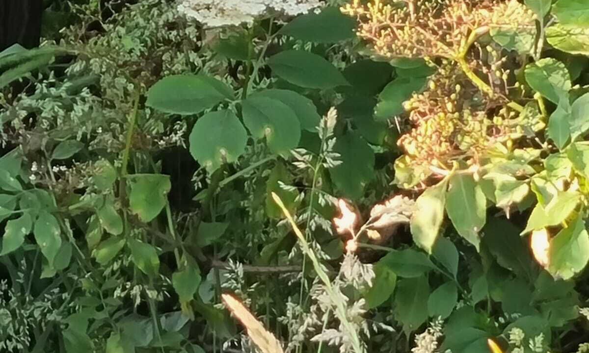 Photo of Others in Dyce