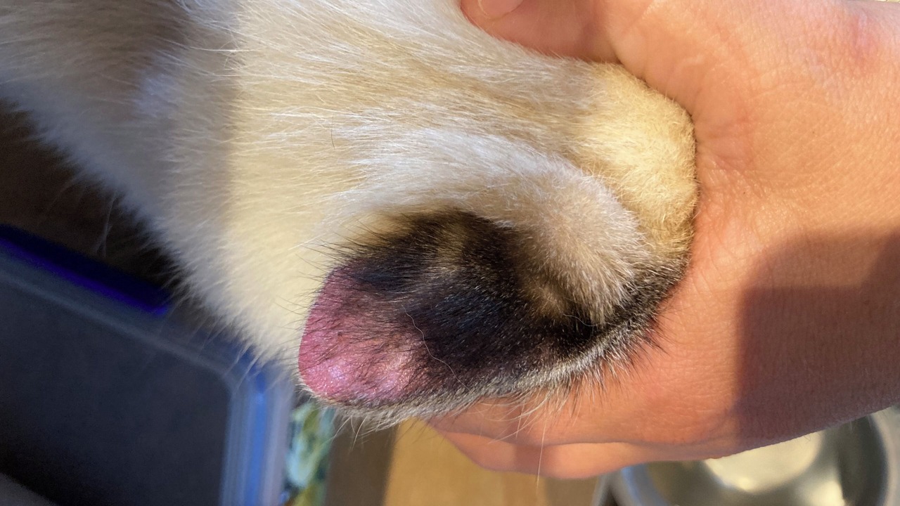 Photo of Others in Mangawhai