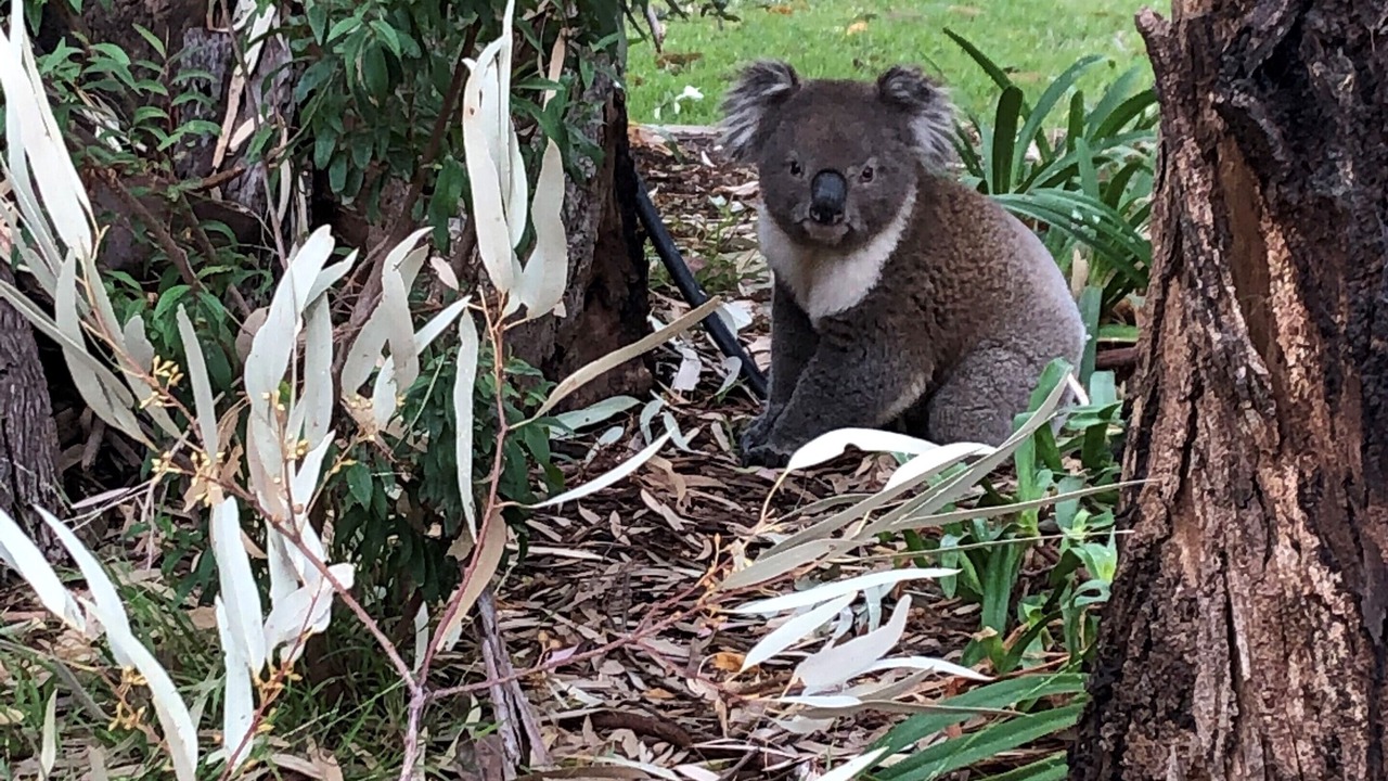 Photo of Others in Koonoomoo