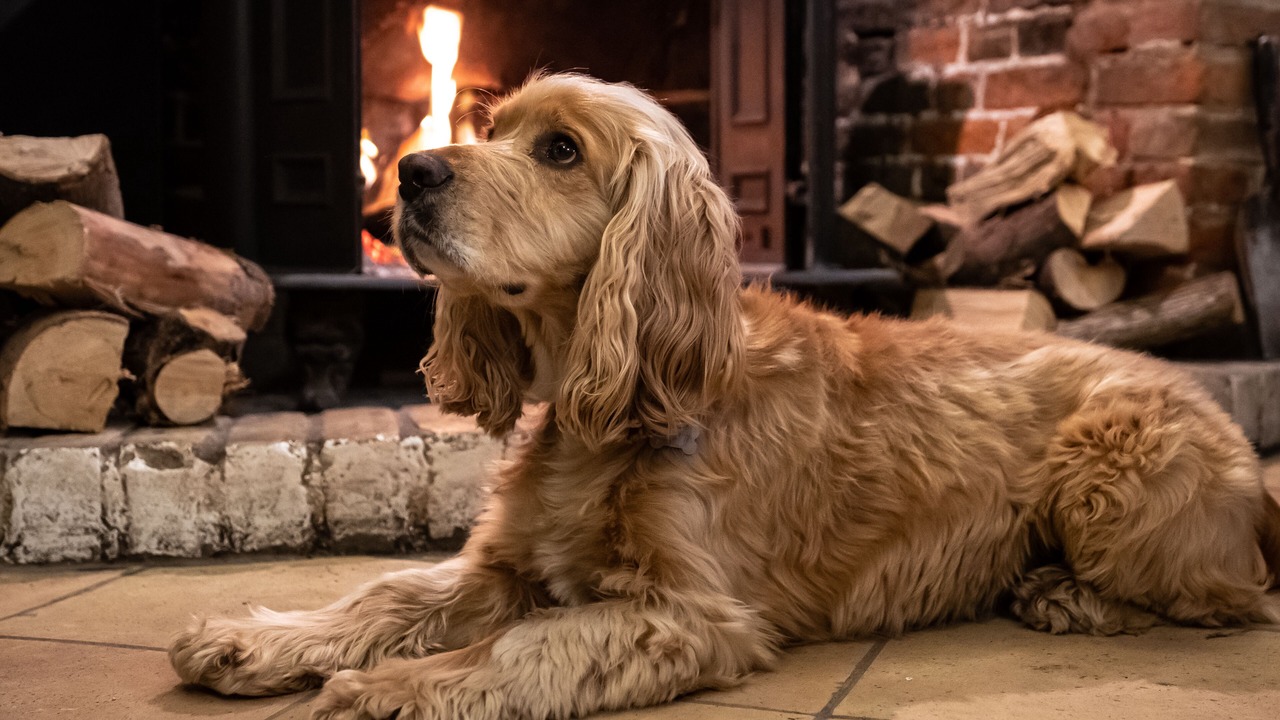 Photo of Livingroom in Dunwich