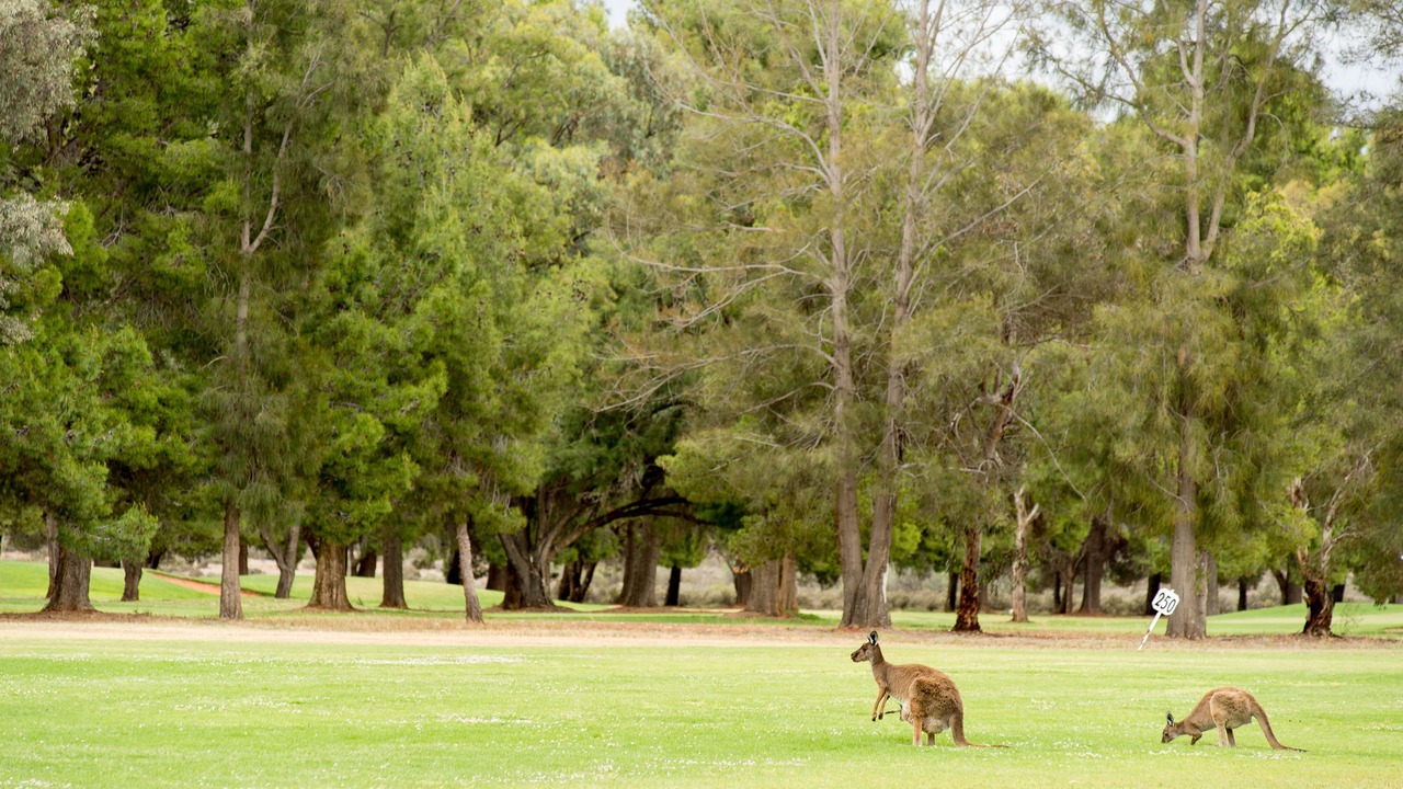 Photo of Others in Old Calperum