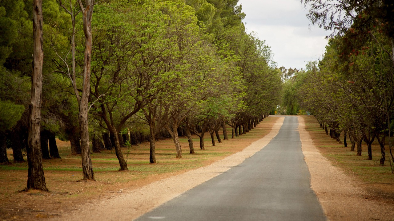 Photo of Outdoor in Old Calperum