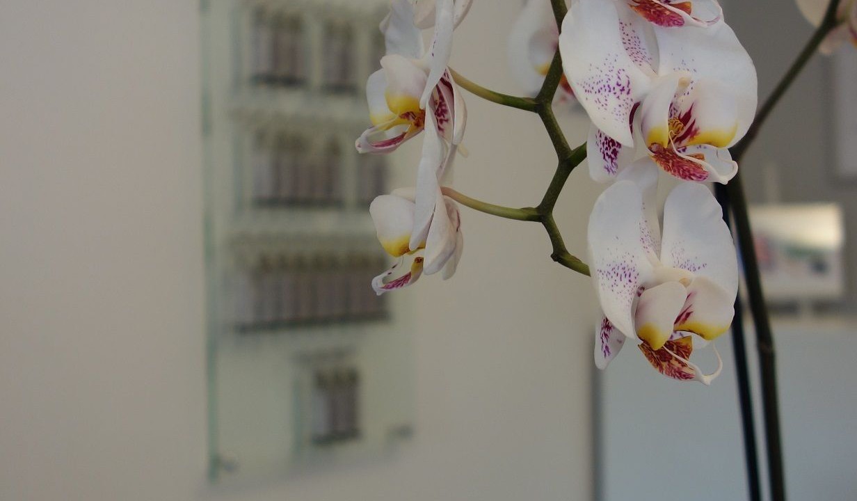 Photo of Others in Saint-Remy